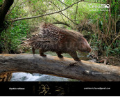 Giant European porcupine