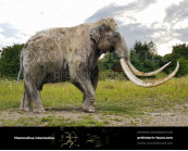 Mammuthus intermedius