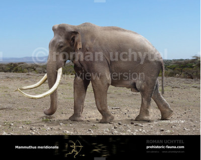 Southern mammoth (Mammuthus meridionalis)