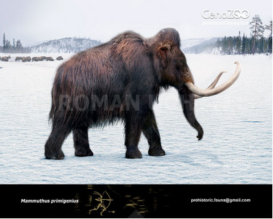 Woolly Mammoth (Mammuthus primigenius)