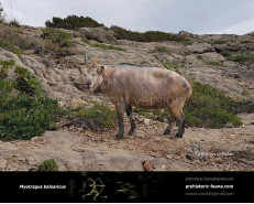 Balearic Islands cave goat