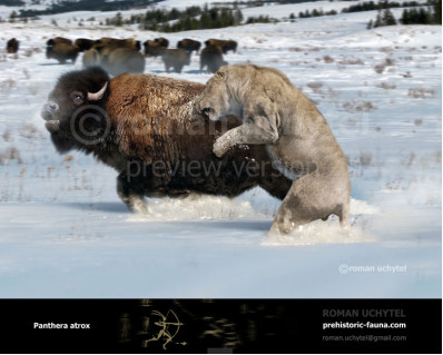 American lion (Panthera atrox)