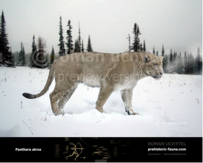 American lion (Panthera atrox)