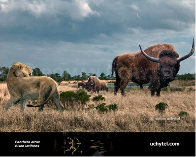 Bison latifrons (Giant North American Bison)