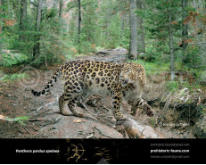 Panthera pardus spelaea