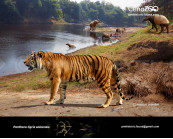 Ngandong Tiger (Panthera tigris soloensis)