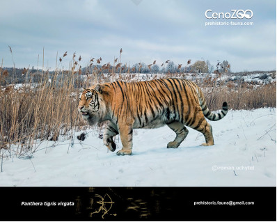Caspian tiger (Panthera tigris virgata)
