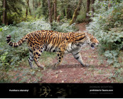 Longdan tiger (Panthera zdanskyi)