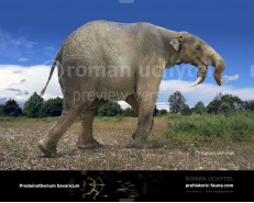 Prodeinotherium bavaricum