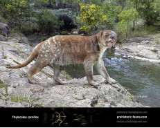 Marsupial lion (Thylacoleo carnifex)