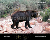 Etruscan bear