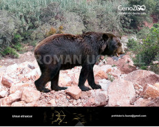 Etruscan bear