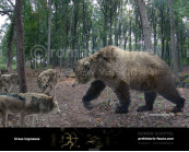 Ursus ingressus