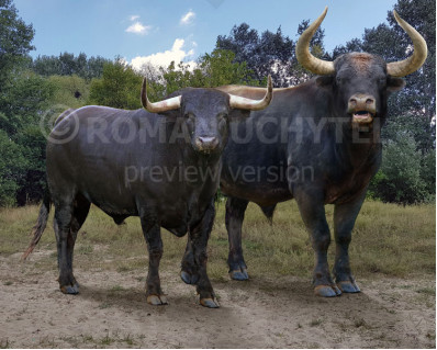 Size comparisons (Even-toed ungulates)