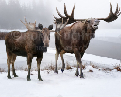 Size comparisons (Even-toed ungulates)