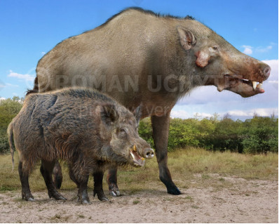 Size comparisons (Even-toed ungulates)