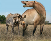 Size comparisons (South American native ungulates)