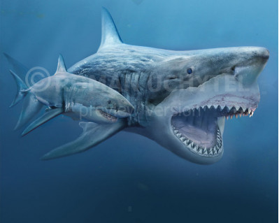 Megalodon and a white shark