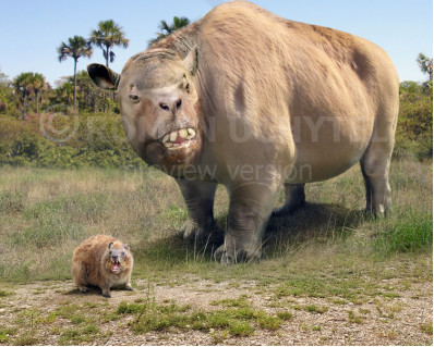 Size comparisons (South American native ungulates)