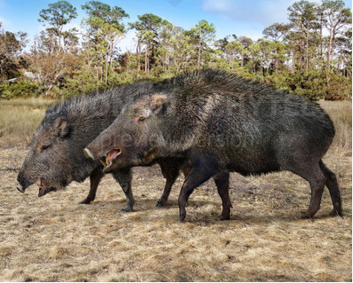 Size comparisons (Even-toed ungulates)