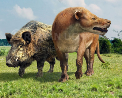 Size comparisons (Even-toed ungulates)