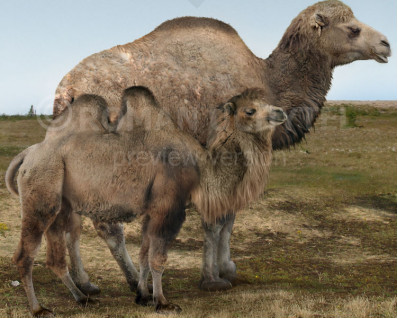 Size comparisons (Even-toed ungulates)