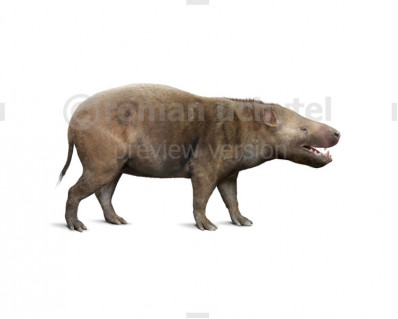 Achaenodon robustus