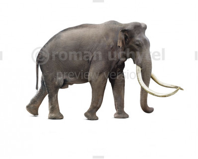 Southern mammoth (Mammuthus meridionalis)