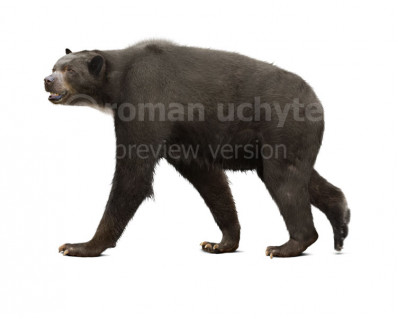 Short-faced bear (Arctodus simus)