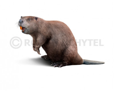 Giant Beaver (Castoroides ohioensis)