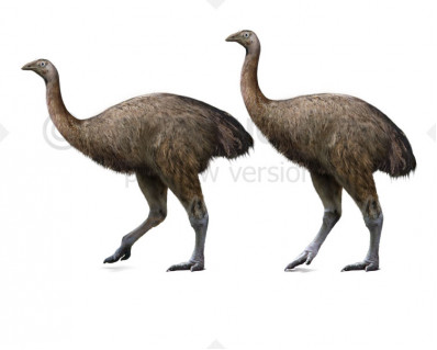 Dinornis robustus