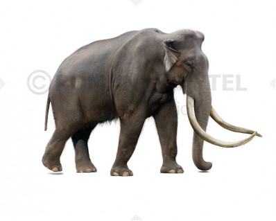 Southern mammoth (Mammuthus meridionalis)