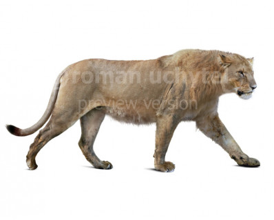 American lion (Panthera atrox)