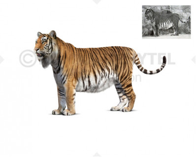 Caspian tiger (Panthera tigris virgata)