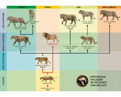 The hypothetical Phylogeny of the extinct lion-like cats