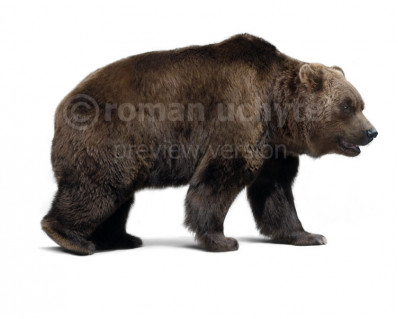 Ursus spelaeus