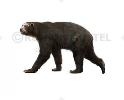 Short-faced bear (Arctodus simus)