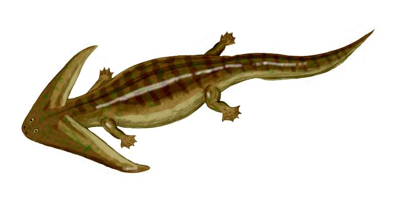 Diplocaulus BW