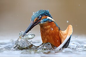 Beeld van die jaar 2020: 'n Ysvoël (Alcedo atthis) vang 'n vis in die Porivier, Piëmont, Italië.