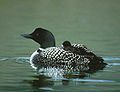 A common loon with a chick on her back