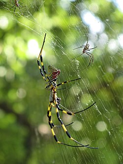 Nephila clavata