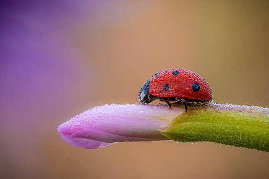 Седмотачкаста бубамара (Coccinella septempunctata) прекривена росом на цвету. Усликана у заштићеном подручју у Немачкој, једна је од најраспрострањенијих бубамара у Европи.