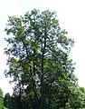 Ameneiro (Alnus glutinosa) na Reserva da biosfera de Spreewald