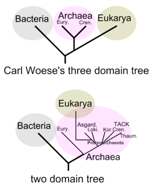 Evoluçión de tùtta a vìtta in sciâ tæra segóndo e teorîe a tréi òpû a doî domìni.