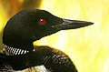 Head of a Common Loon