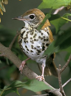 Holttroosel LC - least concern (ei trüüwet)