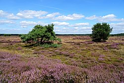 Uddelsche Buurtveld (municipality of Apeldoorn)