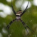 コガネグモ Argiope amoena