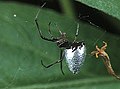 シロカネイソウロウグモ♀ Argyrodes bonadea