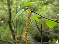 Blüte der Karpaten-Birke (Betula pubescens var. glabrata )